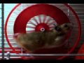 A hamster and its wheel