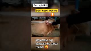 bachra | sasta bachra | qurbani janwar | khubsurat janwar | beautiful bullmandi435viralyoutube