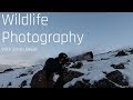 Wildlife Photography - Musk oxen in Greenland