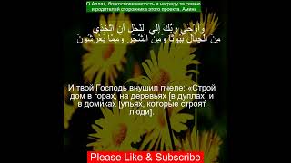 Коран Сура Ан-Нахль | 16:68 | Чтение Корана с русским переводом | #рамадан2024 #quran