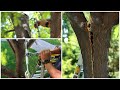 Trying to Save our Tree that Split! 💚🌳🤞// Garden Answer