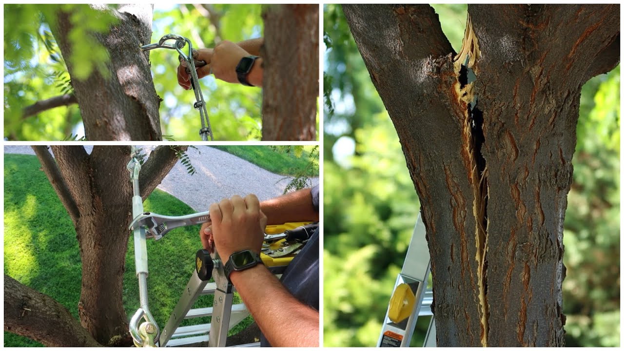 How to Fix a Split Tree  