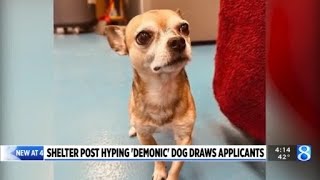 Shelter post hyping ‘demonic’ dog draws applicants