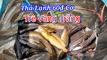 Test Kích Cá Da Trơn Chốt Trê Thác Lác Lăng Bò Bao Lên Bao Ship