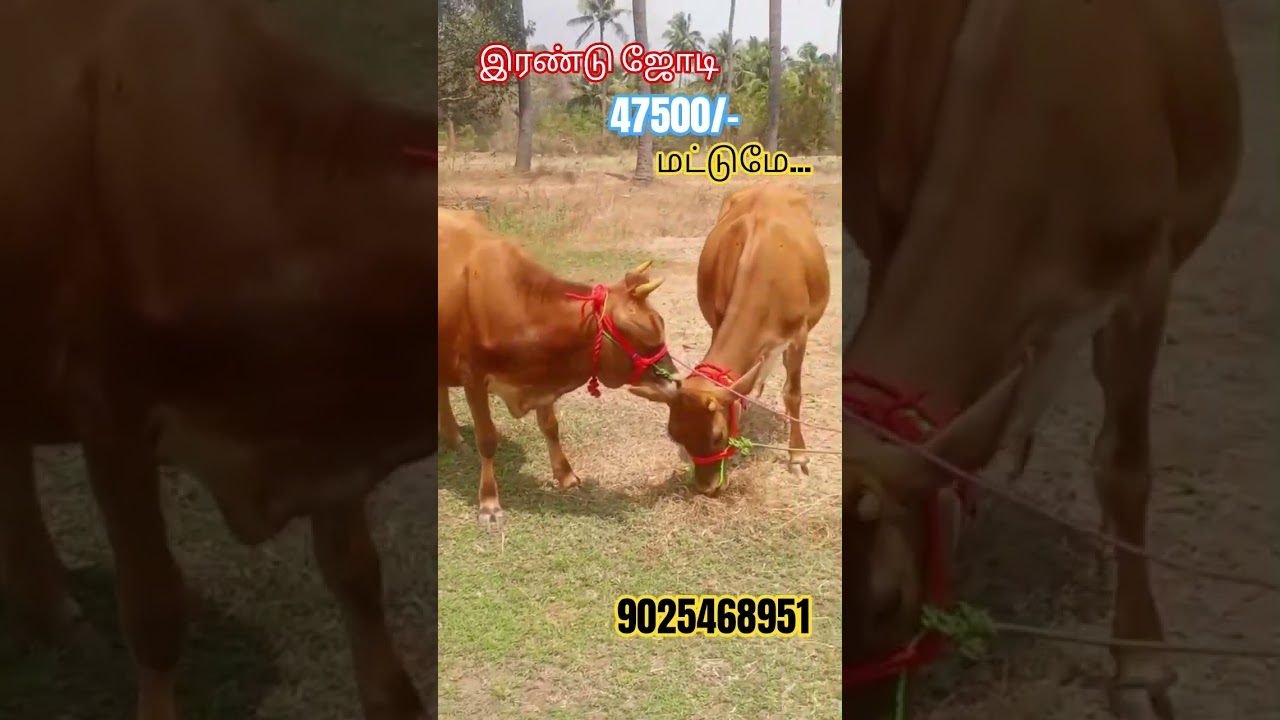 மிக மிக குறைந்த விலைக்கு இரண்டு ஜோடி ஜெர்சி தல ஈத்து கிடாரிகள் விற்பனை 