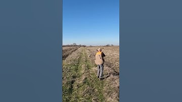 Zie je de haan in de sloot? #fazantenjacht #jacht #pointer #shorts #short #shortvideo