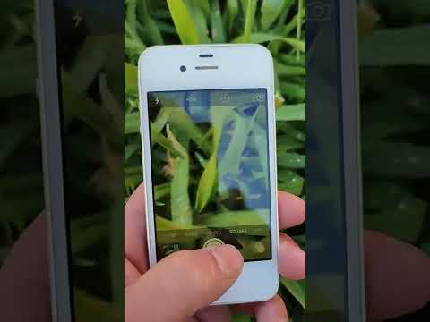 Video: Apakah iPhone 4s memiliki kamera depan?