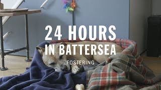 Fostering | 24 Hours in Battersea