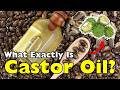 What Exactly Is Castor Oil? Uses, Origins, and Surprising Facts [ID0926]