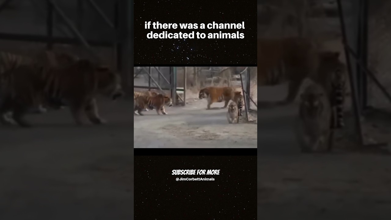 😱When Bengal tiger meet Siberian tiger 🐅 #tiger #siberiantiger #bengaltiger #shortsfeed #shorts
