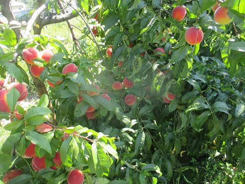 Сушка персиков - персиковая курага   Drying peaches  Сухофрукты. Это очень просто!