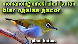 Suara Pleci Betina Untuk Memancing Emosi Pleci Jantan Biar Gacor Paling Ampuh