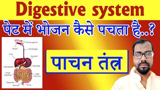 पेट में खाना कैसे पचता है | Digestive system | पाचन तंत्र