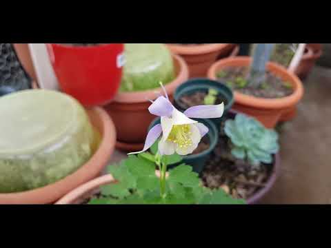 Video: Olimpiese Aquilegia