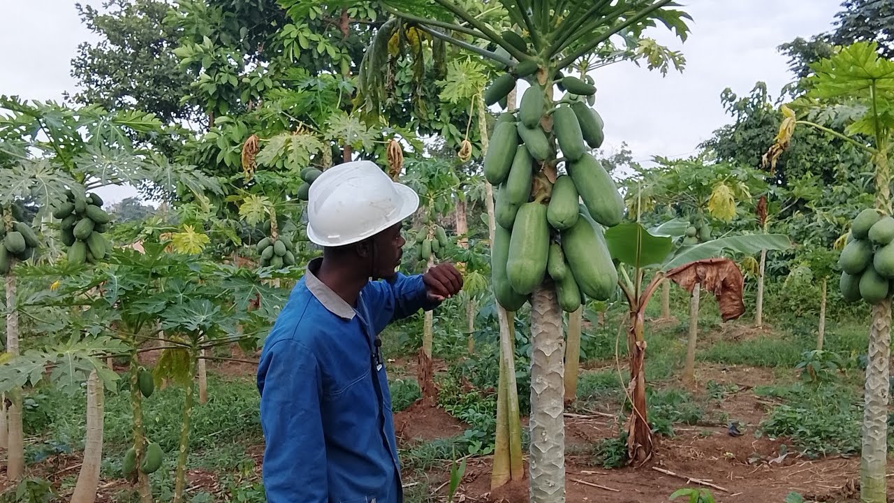 03 minutes sur le site du 3 septembre 2025 || Papaye étape basique 
