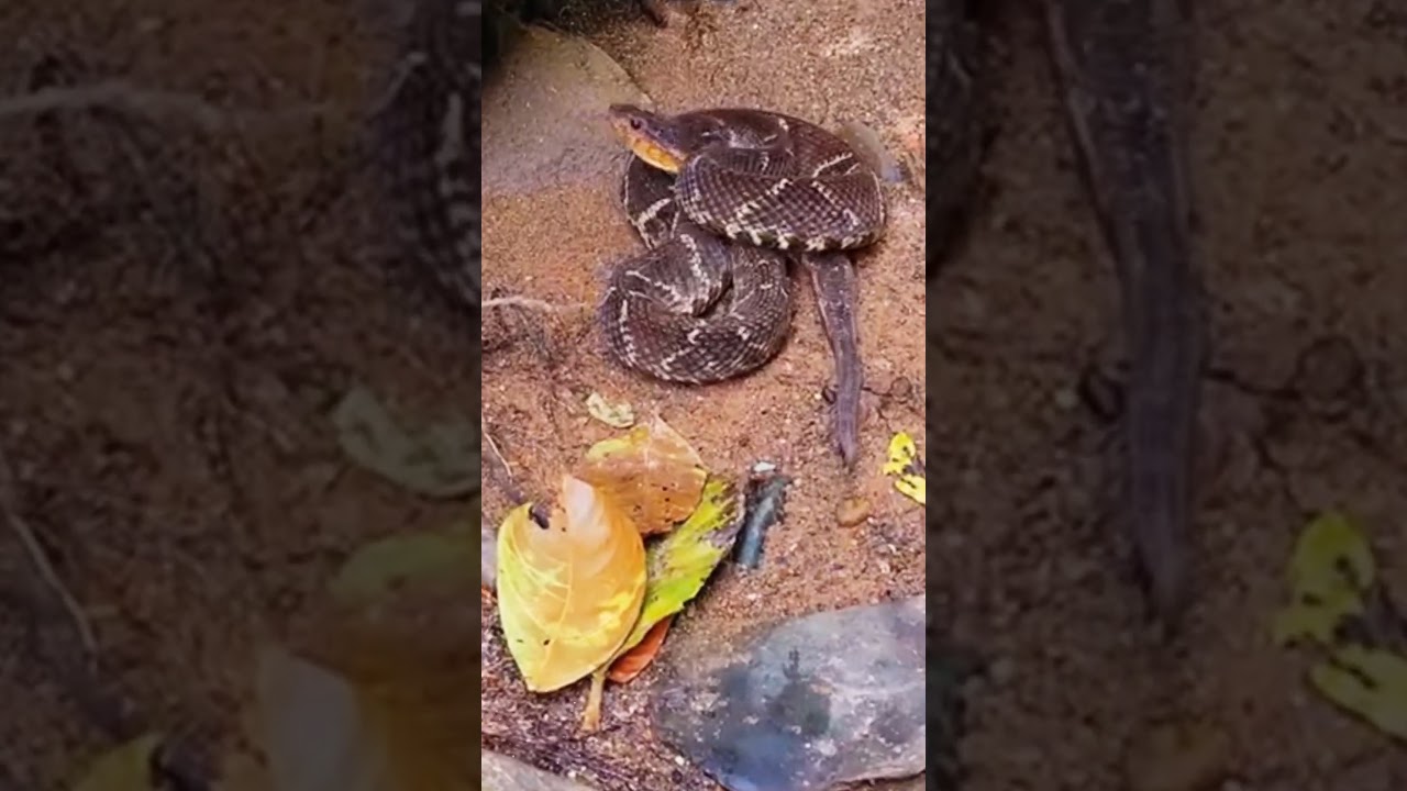 Fer-de-Lance: One Bite Can Kill!