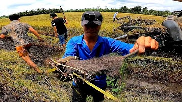 Lâu lâu Bắt được con chuột cống nhum chụp một phát cảm giác biết đã tay