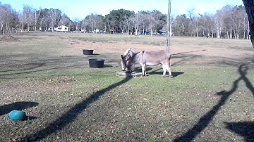 Mini Donkeys grazing from Hay Pillow slow feeder hay bag