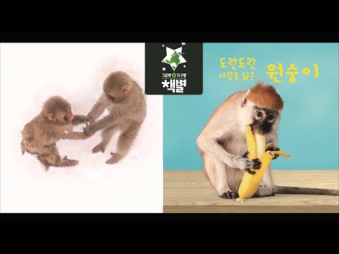 책별11호 베베 도란도란 사람을 닮은 원숭이