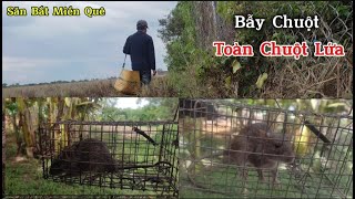 Bẫy Chuột Cập Bìa Vườn Dính Toàn Chuột Lứa | Săn Bắt Miền Quê //// #sanbatmienque