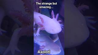 God Made the Axolotl Too 😃