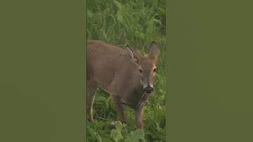 How big should your food plot be? | Building Whitetails | SPYPOINT #shorts