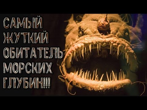 Рыба удильщик! Обитатель морских глубин! МОРСКОЙ ЧЁРТ!!!