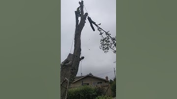 nasty silver maple rigging