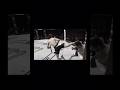 #submissionwin #grapplingfight #bjjhighlight #tapoutmoment