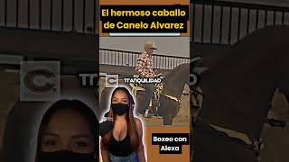 Canelo Alvarez cabagaldo su caballo de un millón de dólares #boxeo #boxing