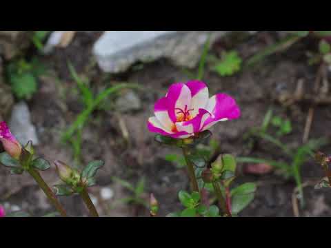 Portulaca Flower Blooming