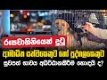 රූපවාහිනියෙන් දුටු ආබාධිත සත්වයෙකුට හෝ පුද්ගලයෙකුට සුවපත් භාවය අධිට්ඨානකිරීම හොඳයි ද | Daham Atuvawa