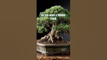Wilt u een dikkere stam? #bonsai #bonsaiboom #bonsaiboom #bonsaitips #potplanten #planten #tuin