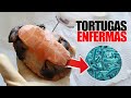 Una bacteria a punto de matar a mis tortugas llenándolas de úlceras