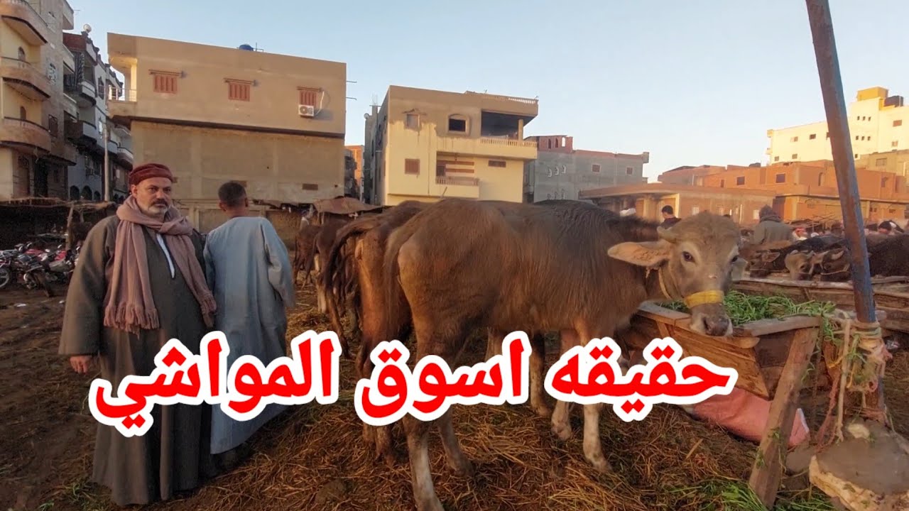 اسعار سوق الحامول في العجلات الجاموس 🐃 الانيه مع المعلم محمد ابو ممدوح الان
