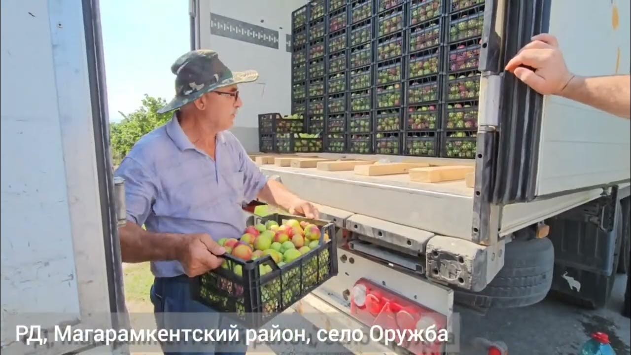 Лезгинский демер. Дагестан село оружба. Новая школа в селе оружба. Погода село оружба магарамкентский. Погода село оружба магарамкентский.