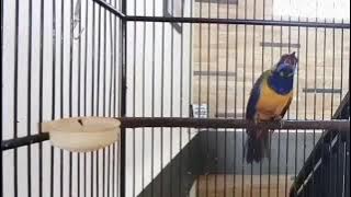 Cucak Cungkok ... Masteran full Cililin Kapas Tembak Cucak Jenggot Lewat