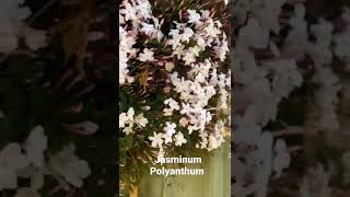 Download Lagu Bunga Melati: Jasminum Polyanthum - Spring in Australia 2022 MP3