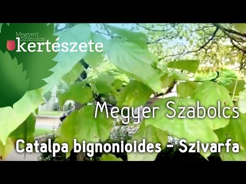 Videó: Szívlevelű Aszter