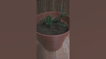 Уход за кактусом. Вид Хатиора.