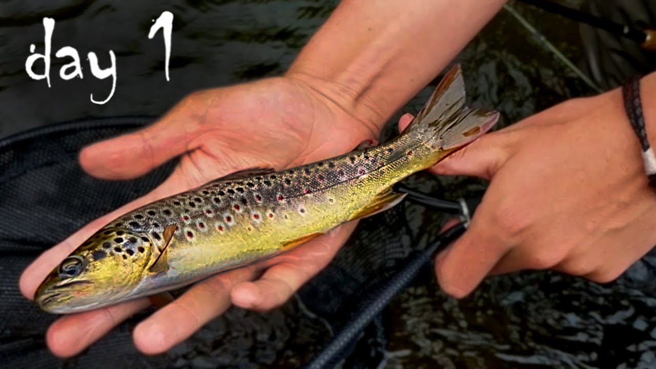 Dry Fly Fishing for WILD Michigan Trout YouTube