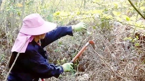 在大山看到这东西不要走，一定带回家，拿城里卖上百一斤！
