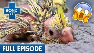 Baby Parrot Crushed by its Own Family! 🦜 | Best of Bondi Vet Ep 7 | Bondi Vet Full Episodes