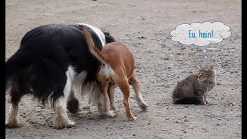 Stereographic Projection - Lesson 2 - Video 3 - Projecting orthogonal planes