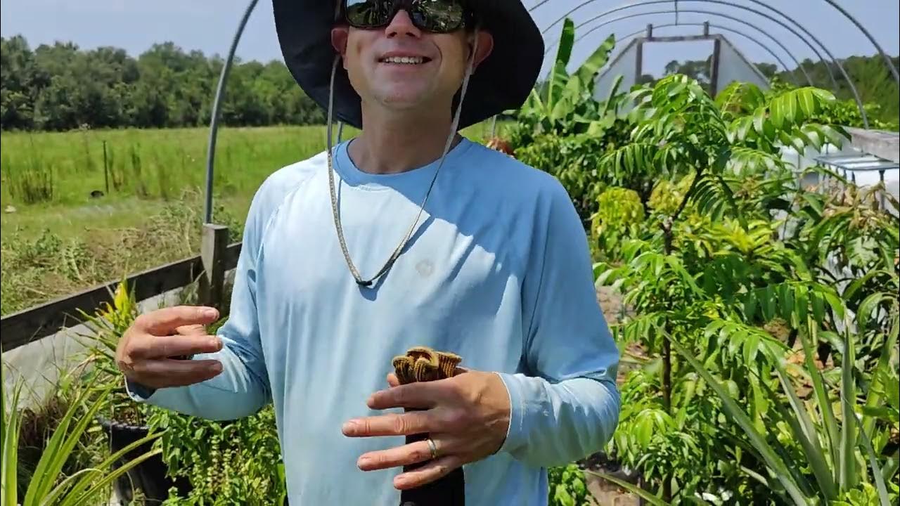 Mangoes 🥭 Growing in 🇺🇸 (Here's proof) YouTube