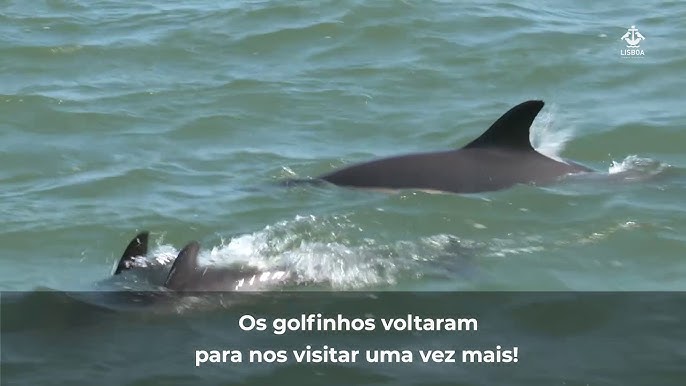 Os golfinhos voltaram a subir o Tejo, mas por quanto tempo vão lá