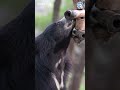 Sloth Bear VS Bees  #animals #bears #slothbears #wildlife