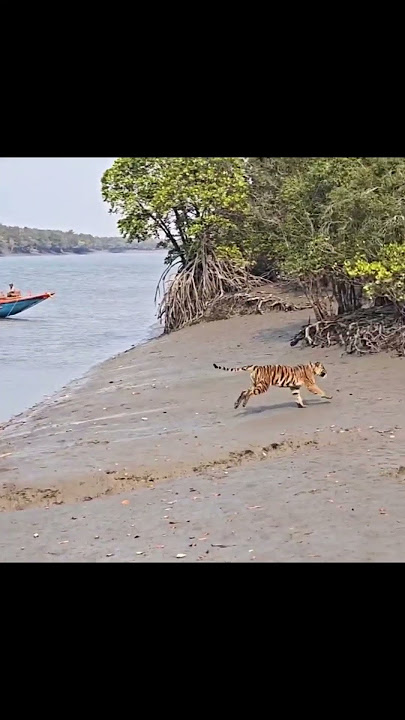 A tiger that had entered human habitation in #sundarban  was safely released back into the forest.
