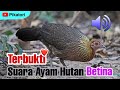 Suara Ayam Hutan Betina | 100% Dapat?