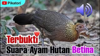 Suara Ayam Hutan Betina | 100% Dapat?